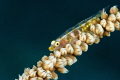   Little transparent fish  